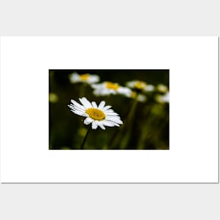 White camomile in the dark Posters and Art